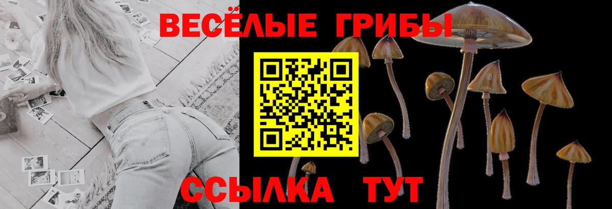 Партизанск  Галлюциногенные грибы Cubensis  Вход с VPN 